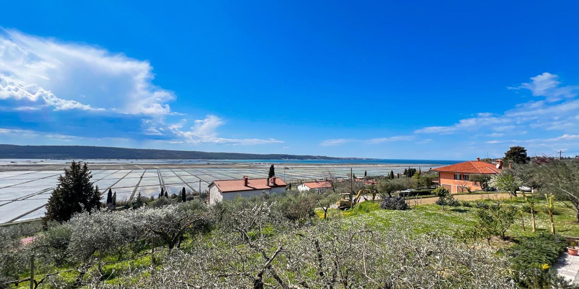 Blue Horizon Apartments Seca Portorož Eksteriør billede